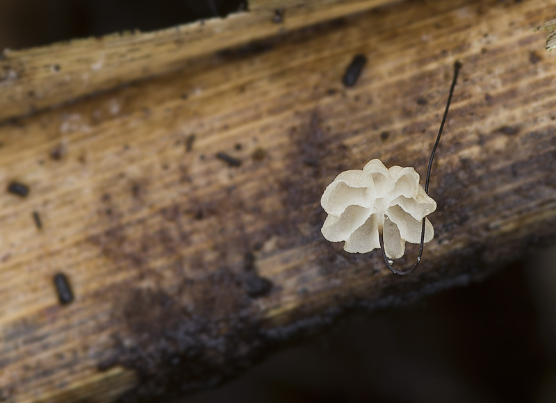 Marasmius limosus